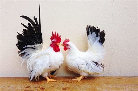 Kenali Jenis Ayam Bertubuh Kecil di Indonesia